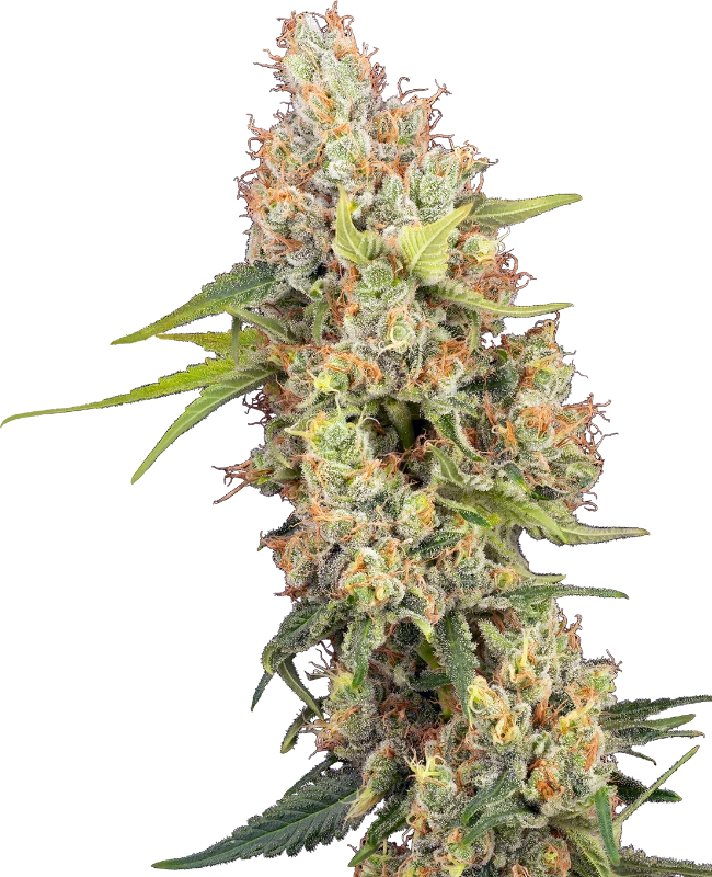 Semi di Raspberry Critical Kush Femminizzati