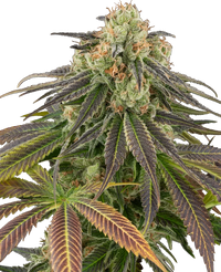 Semi di Stardust Kush Autofiorenti