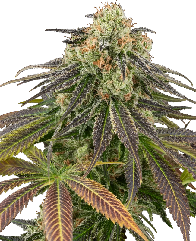Semi di Stardust Kush Autofiorenti