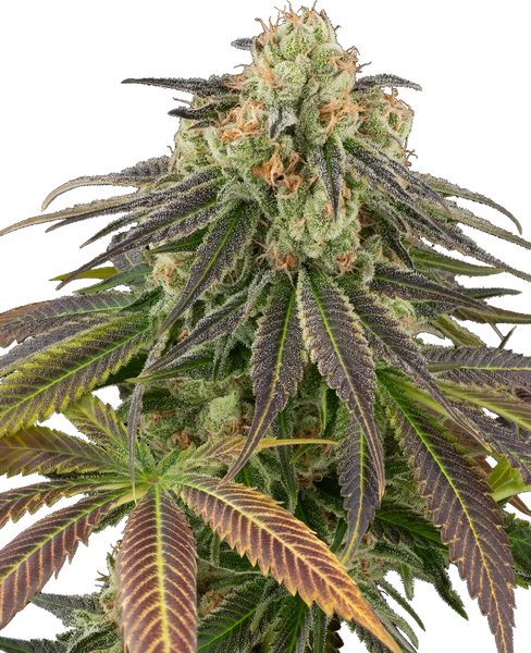 Semi di Stardust Kush Autofiorenti