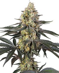 Semi di Purple Papaya Paradise Femminizzati