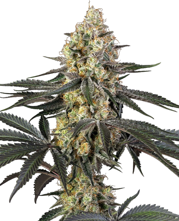 Semi di Purple Papaya Paradise Femminizzati
