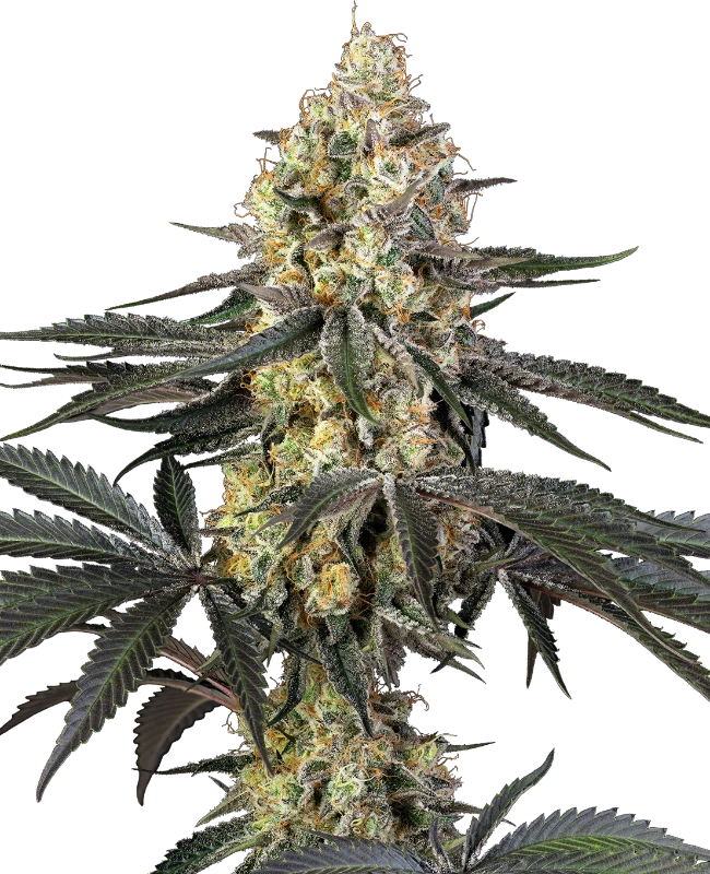 Semi di Purple Papaya Paradise Femminizzati
