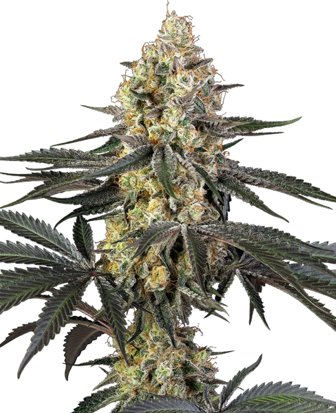 Semi di Purple Papaya Paradise Femminizzati