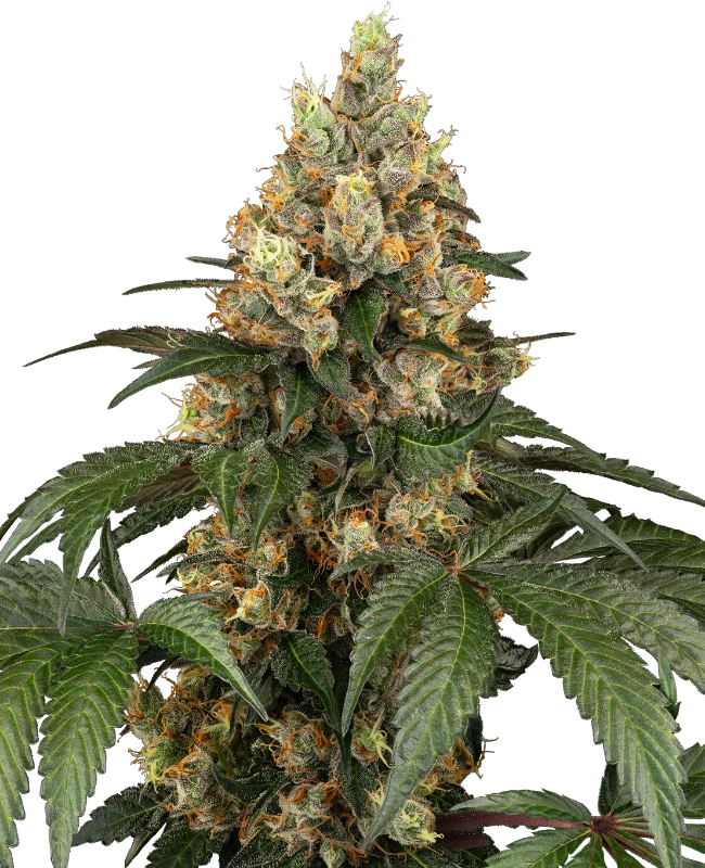 Semi di Chocolate Rainbow XXL Femminizzati