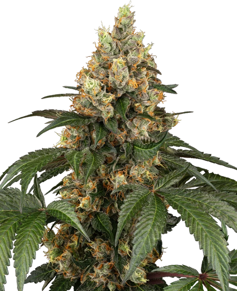 Semi di Chocolate Rainbow XXL Femminizzati