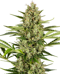 Semi di Jack Herer Autofiorenti