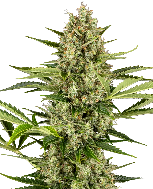 Semi di Jack Herer Autofiorenti