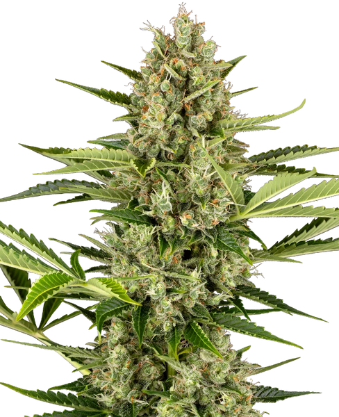 Semi di Jack Herer Autofiorenti