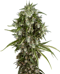 Semi di Pineapple Jack Femminizzati