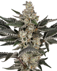 Semi di Gremlin's Breath Femminizzati
