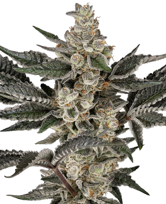Semi di Gremlin's Breath Femminizzati