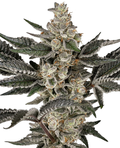 Semi di Gremlin's Breath Femminizzati
