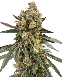 Semi di Caramel Pineapple Femminizzati