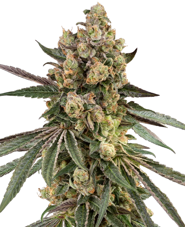 Semi di Caramel Pineapple Femminizzati