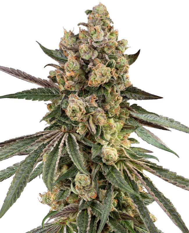 Semi di Caramel Pineapple Femminizzati