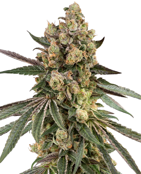 Semi di Caramel Pineapple Femminizzati