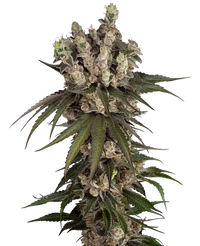 Semi di Gelauto Kush Autofiorenti
