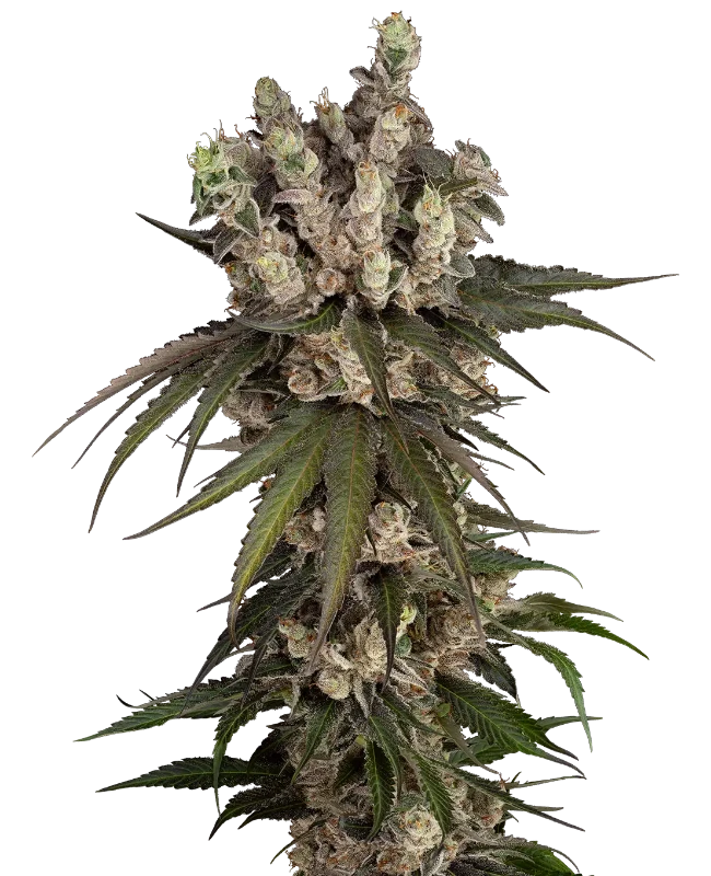 Semi di Gelauto Kush Autofiorenti