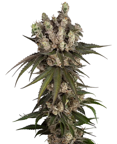 Semi di Gelauto Kush Autofiorenti