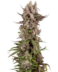 Semi di Tropicana Cherry Gelato Femminizzati