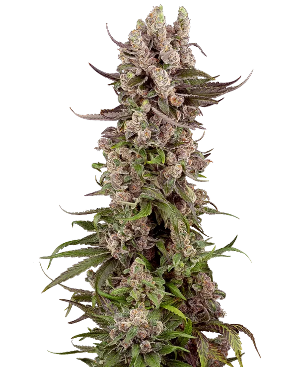 Semi di Tropicana Cherry Gelato Femminizzati