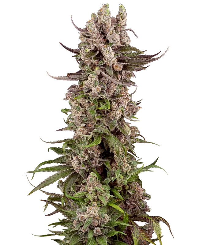 Semi di Tropicana Cherry Gelato Femminizzati