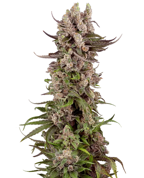 Semi di Tropicana Cherry Gelato Femminizzati