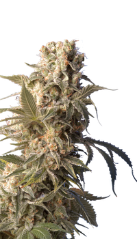 AK-47