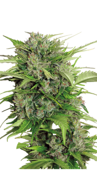 Auto AK-47