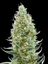 Amnesia Fast