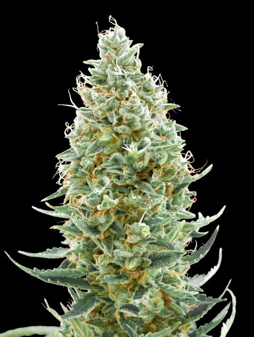 Amnesia Fast