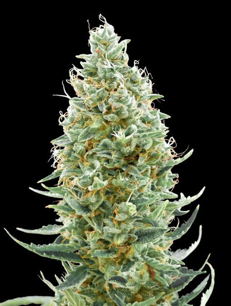 Amnesia Fast