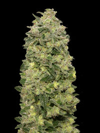 Auto Afghan Skunk