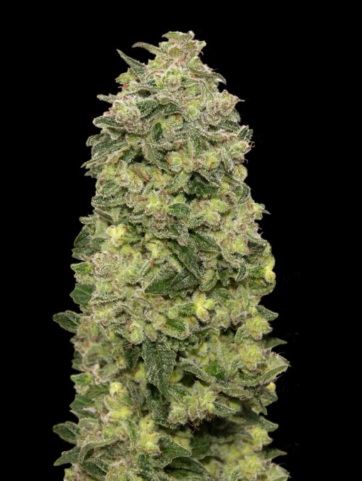 Auto Afghan Skunk