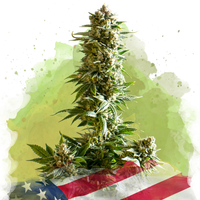 Girl Scout Cookies Autofiorente