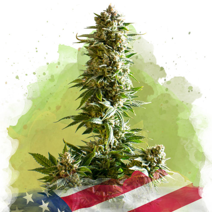 Girl Scout Cookies Autofiorente