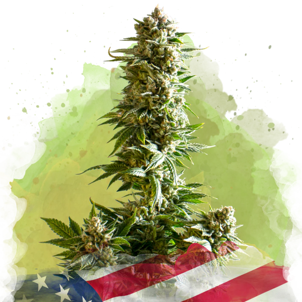 Girl Scout Cookies Autofiorente