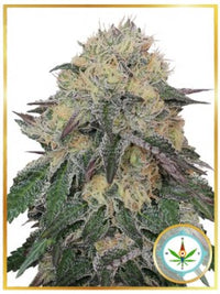 MR. NORTHERN OG