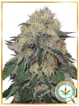 MR. NORTHERN OG
