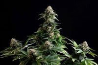 Amnesia Dream XL Auto