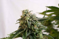 Amnesia Dream XL Auto