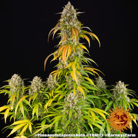 Pineapple Express Auto Strain
