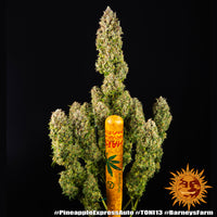 Pineapple Express Auto Strain