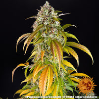 Pineapple Express Auto Strain