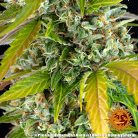 Pineapple Express Auto Strain