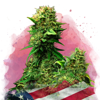Blue Dream femminizzata