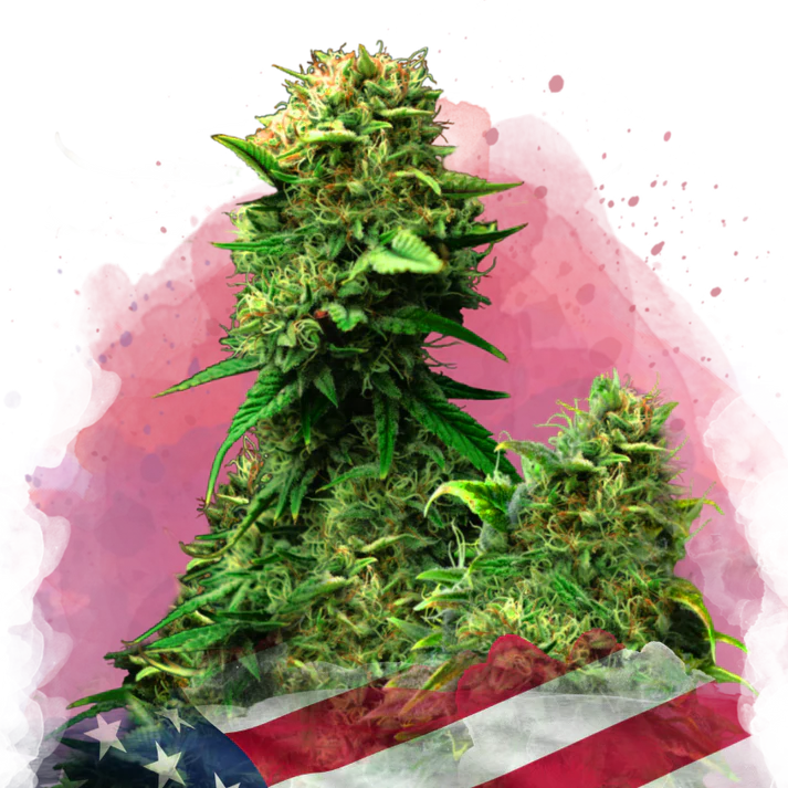 Blue Dream femminizzata