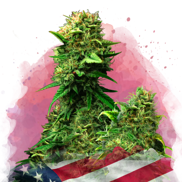 Blue Dream femminizzata