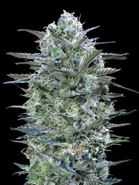 Critical Lemon Fast